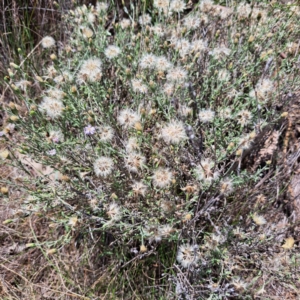 Vittadinia gracilis at Mount Majura (MMS) - 11 Feb 2024