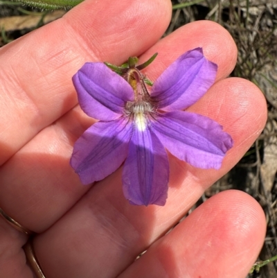 Scaevola ramosissima (Hairy Fan-flower) at Barrengarry, NSW - 11 Feb 2024 by lbradley