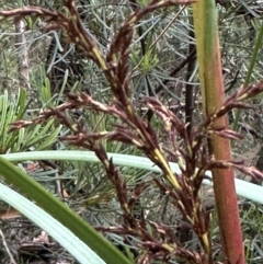 Gahnia clarkei (Tall Saw Sedge) at Morton National Park - 11 Feb 2024 by lbradleyKV