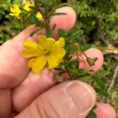 Hibbertia empetrifolia subsp. empetrifolia at Morton National Park - 11 Feb 2024 by lbradleyKV