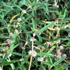 Alternanthera denticulata (Lesser Joyweed) at Hall, ACT - 4 Feb 2024 by strigo