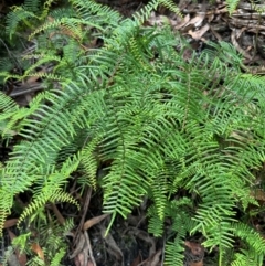 Gleichenia microphylla (Scrambling Coral Fern) at Morton National Park - 11 Feb 2024 by lbradleyKV