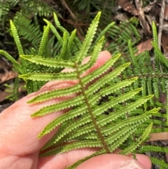 Gleichenia microphylla at Barrengarry, NSW - suppressed