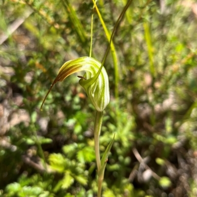Diplodium decurvum (Summer greenhood) at Tharwa, ACT - 11 Feb 2024 by Bushpig