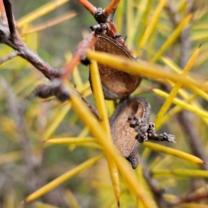 Hakea decurrens subsp. decurrens at Namadgi National Park - 11 Feb 2024