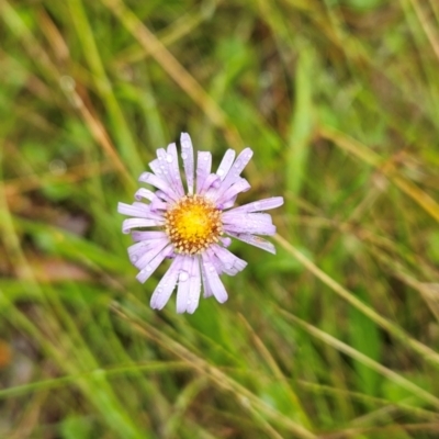 Brachyscome scapigera (Tufted Daisy) at Tharwa, ACT - 10 Feb 2024 by BethanyDunne
