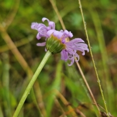 Brachyscome scapigera at Namadgi National Park - 11 Feb 2024 09:20 AM