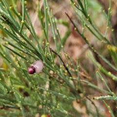 Exocarpos strictus at Namadgi National Park - 11 Feb 2024 08:09 AM