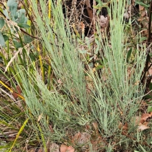 Exocarpos strictus at Namadgi National Park - 11 Feb 2024 08:09 AM