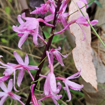 Dipodium roseum (Rosy Hyacinth Orchid) at Namadgi National Park - 11 Feb 2024 by BethanyDunne