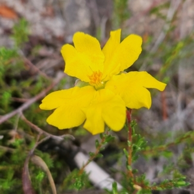 Hibbertia ericifolia subsp. ericifolia (A Guinea Flower) at Tharwa, ACT - 10 Feb 2024 by BethanyDunne