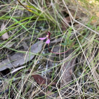 Eriochilus magenteus (Magenta Autumn Orchid) at Tharwa, ACT - 11 Feb 2024 by Bushpig
