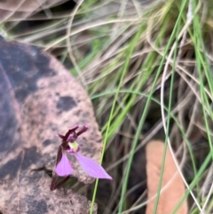 Eriochilus magenteus at Namadgi National Park - 11 Feb 2024