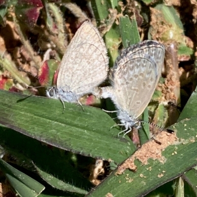 Zizina otis (Common Grass-Blue) at National Arboretum Forests - 11 Feb 2024 by NickiTaws