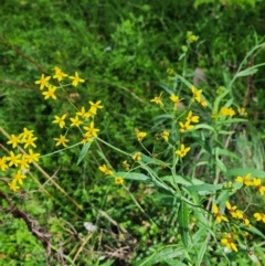 Senecio linearifolius var. arachnoideus (Cobweb Fireweed Groundsel) at SCR380 at Windellama - 7 Feb 2024 by peterchandler