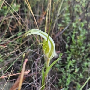 Diplodium ampliatum at Namadgi National Park - suppressed