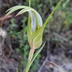 Diplodium ampliatum at Namadgi National Park - suppressed