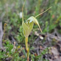 Diplodium reflexum at Namadgi National Park - 11 Feb 2024