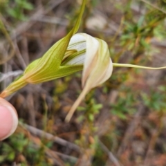 Diplodium ampliatum at Namadgi National Park - suppressed