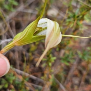 Diplodium ampliatum at Namadgi National Park - suppressed