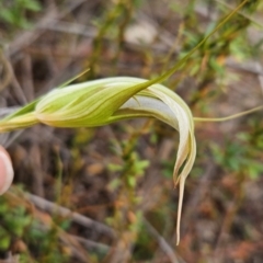 Diplodium ampliatum at Namadgi National Park - suppressed