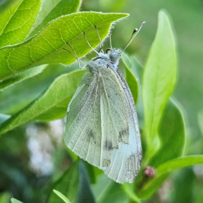 Pieris rapae (Cabbage White) at QPRC LGA - 11 Feb 2024 by MatthewFrawley