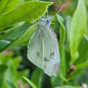 Pieris rapae at QPRC LGA - 11 Feb 2024