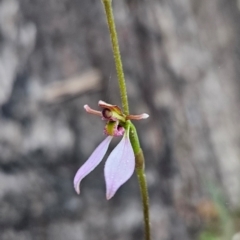 Eriochilus cucullatus (Parson's Bands) at Namadgi National Park - 10 Feb 2024 by BethanyDunne