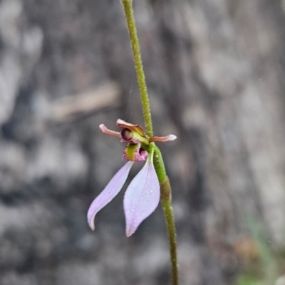 Eriochilus cucullatus (Parson's Bands) at Namadgi National Park - 10 Feb 2024 by BethanyDunne
