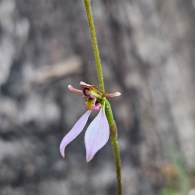 Eriochilus cucullatus (Parson's Bands) at Namadgi National Park - 11 Feb 2024 by BethanyDunne