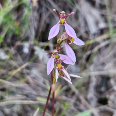 Eriochilus magenteus (Magenta Autumn Orchid) at Tharwa, ACT - 10 Feb 2024 by BethanyDunne