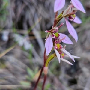 Eriochilus magenteus at Namadgi National Park - suppressed