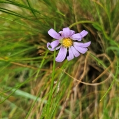 Calotis scabiosifolia var. integrifolia (Rough Burr-daisy) at Tharwa, ACT - 10 Feb 2024 by BethanyDunne