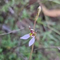 Eriochilus cucullatus (Parson's Bands) at Namadgi National Park - 10 Feb 2024 by BethanyDunne