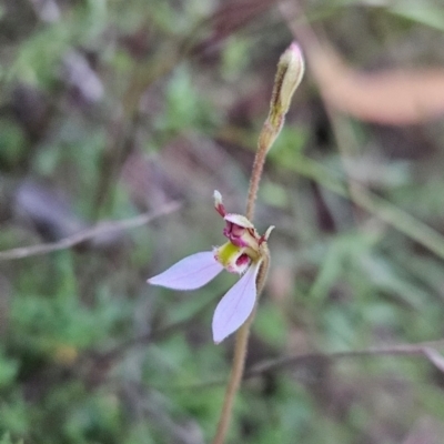 Eriochilus cucullatus (Parson's Bands) at Tharwa, ACT - 10 Feb 2024 by BethanyDunne