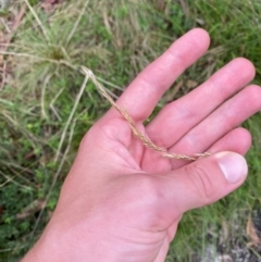 Deyeuxia carinata (Slender Bent-Grass) at Namadgi National Park - 5 Jan 2024 by Tapirlord