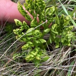 Botrychium australe at Namadgi National Park - 5 Jan 2024