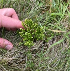 Botrychium australe at Namadgi National Park - 5 Jan 2024