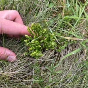 Botrychium australe at Namadgi National Park - 5 Jan 2024