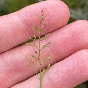 Deyeuxia gunniana at Namadgi National Park - 5 Jan 2024