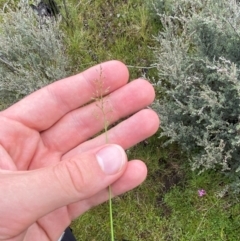 Deyeuxia gunniana at Namadgi National Park - 5 Jan 2024