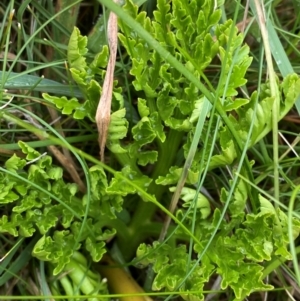 Botrychium australe at Namadgi National Park - 5 Jan 2024