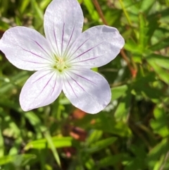 Geranium neglectum (Red-stemmed Cranesbill) at Tharwa, ACT - 1 Jan 2024 by Tapirlord