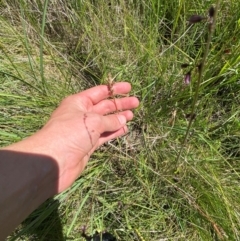 Luzula modesta at Namadgi National Park - 1 Jan 2024 03:27 PM