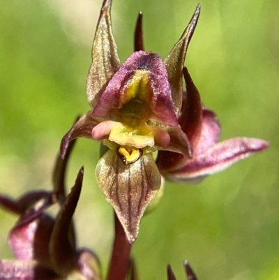 Prasophyllum canaliculatum (Summer Leek Orchid) at Namadgi National Park - 1 Jan 2024 by Tapirlord