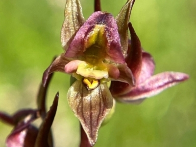 Prasophyllum canaliculatum (Summer Leek Orchid) at Namadgi National Park - 1 Jan 2024 by Tapirlord