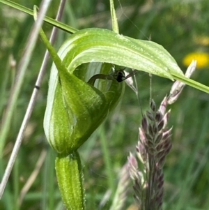 Pterostylis monticola at Namadgi National Park - suppressed