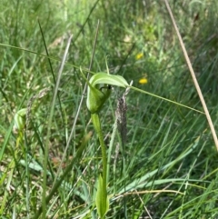 Pterostylis monticola at Namadgi National Park - suppressed