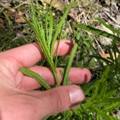 Senecio diaschides at Gibraltar Pines - 1 Jan 2024