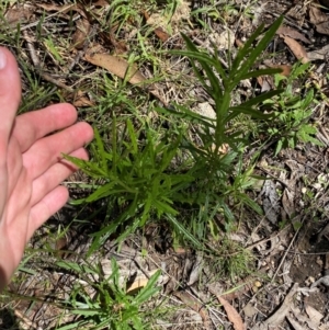 Senecio diaschides at Gibraltar Pines - 1 Jan 2024